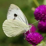 ButterflyKit, das Kit für die Zucht von Kohlschmetterlingen zu Hause – Lernexperiment, naturwissenschaftliche Lernsets für Kinder